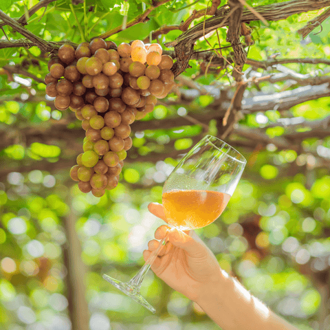 differenze vino biologico e vino biodinamico