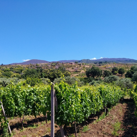 nerello mascalese etna doc borgogna pinot noir