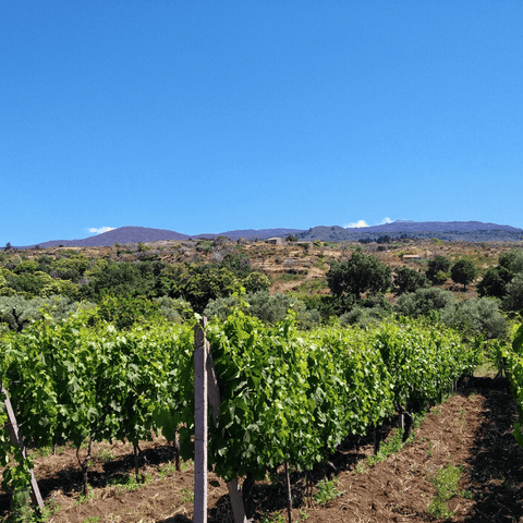 Etna DOC e Nerello Mascalese: La Nuova Borgogna è Siciliana!