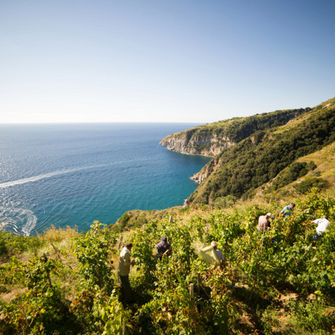 vigneto ischia antonio mazzella