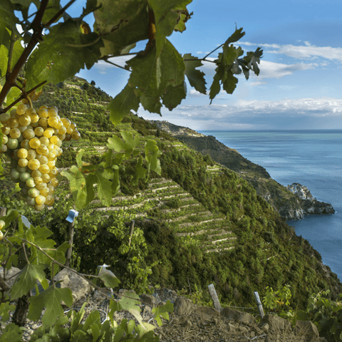 Sassarini: Il Cuore delle Cinque Terre in Ogni Bottiglia