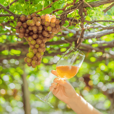 Vino Biodinamico vs. Vino Biologico: Due Mondi a Confronto