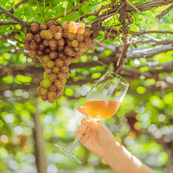 Vino Biodinamico vs. Vino Biologico: Due Mondi a Confronto