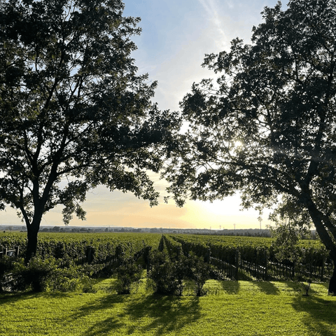 2024: un anno di calo per i consumi di vino, ma anche di riflessioni sulla qualità e il prezzo