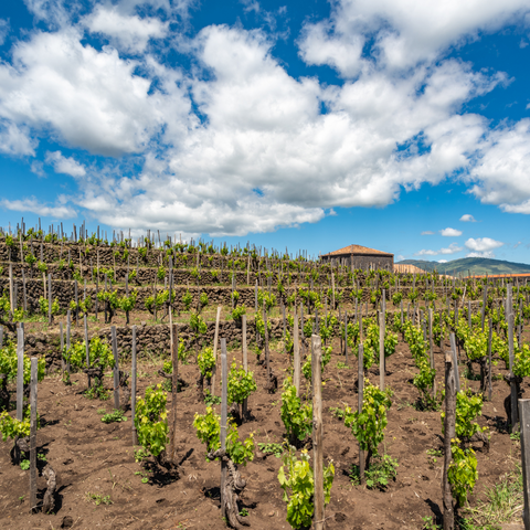 Magma Identitas: i vini del vulcano