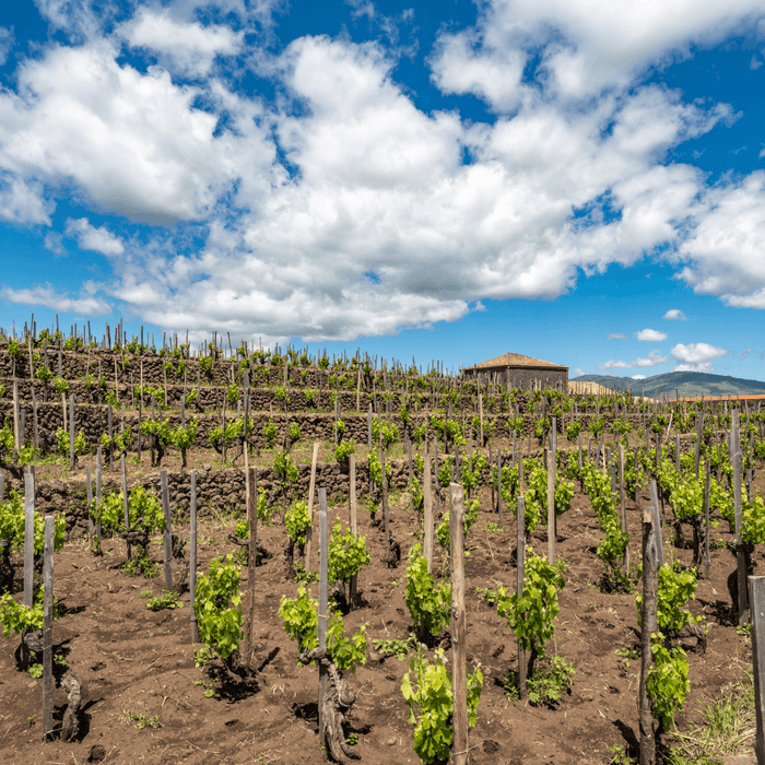 Magma Identitas: the wines of the volcano