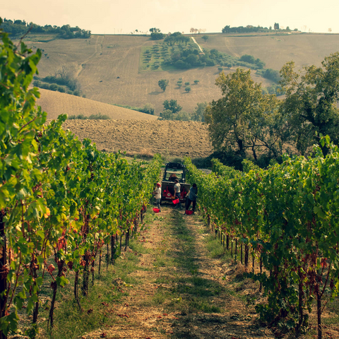 Natura e buon bere sui colli Anconetani con Filodivino