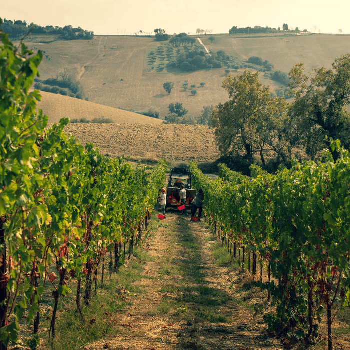 Nature and good drinking on the Ancona hills with Filodivino