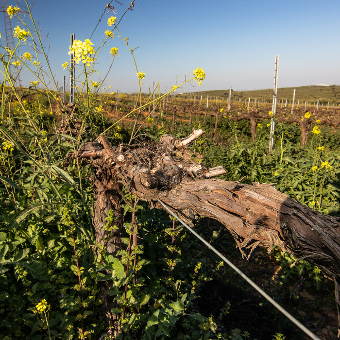 Sovescio: la rivoluzione silenziosa che nutre la vigna