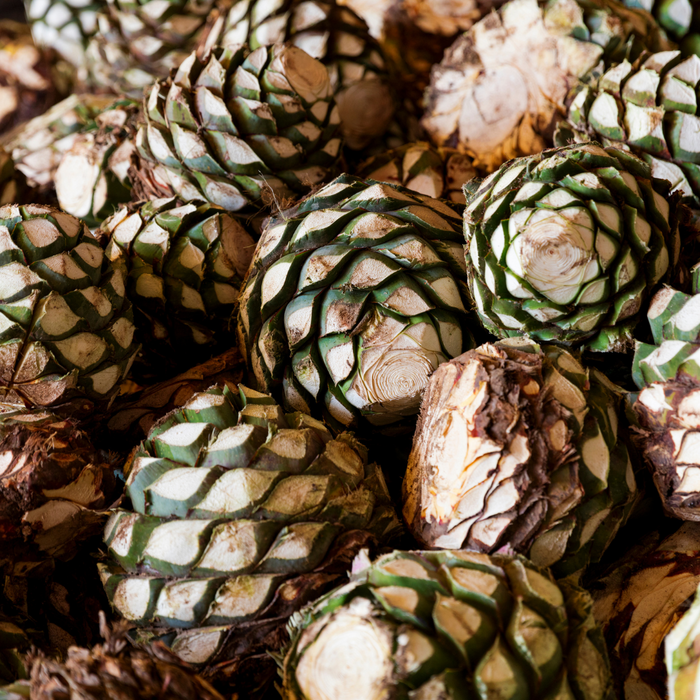 Tequila e Mezcal: parenti stretti, mondi opposti
