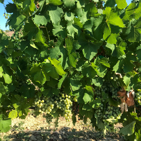 Timorasso: il ritorno del vino che non voleva farsi dimenticare