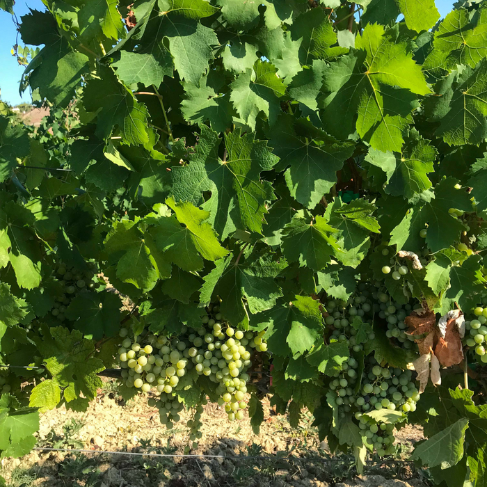 Timorasso: il ritorno del vino che non voleva farsi dimenticare