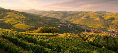 Veneto - Vini