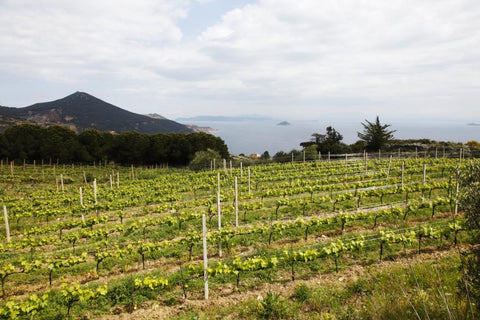 Azienda Agricola Le Sughere del Montefico