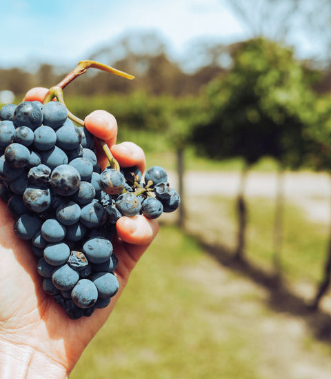 Vini Biologici e Biodinamici