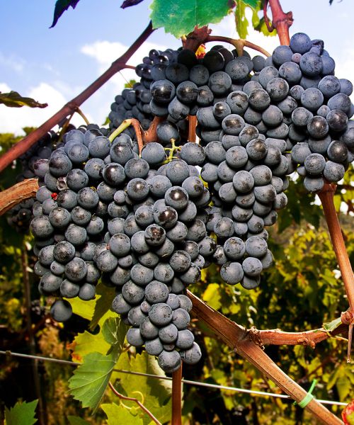 Vinos tintos sangiovese
