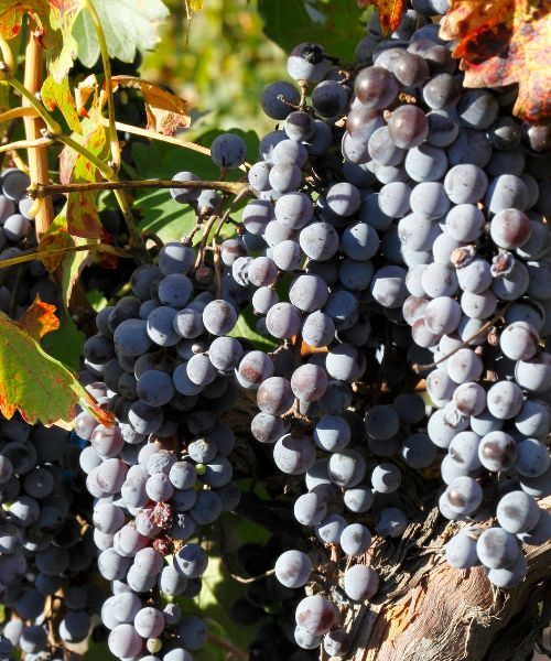 Cabernet Sauvignon