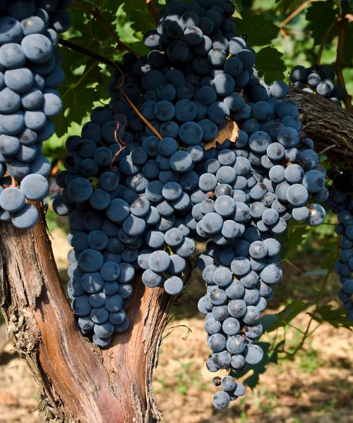 Vinos Tintos Merlot