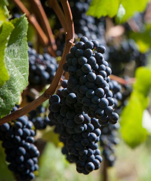 Pinot Nero