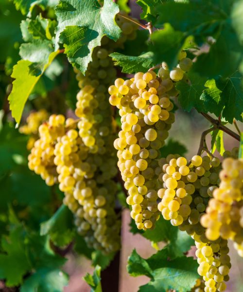 Vinos Blancos Chardonnay