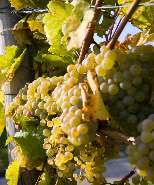 Pinot Bianco