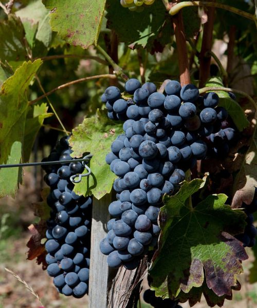 Vinos Tintos Aglianico