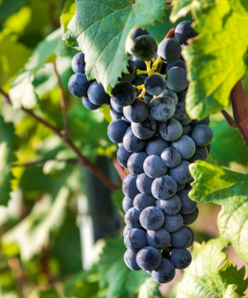 Nebbiolo