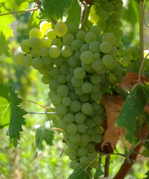 Vermentino